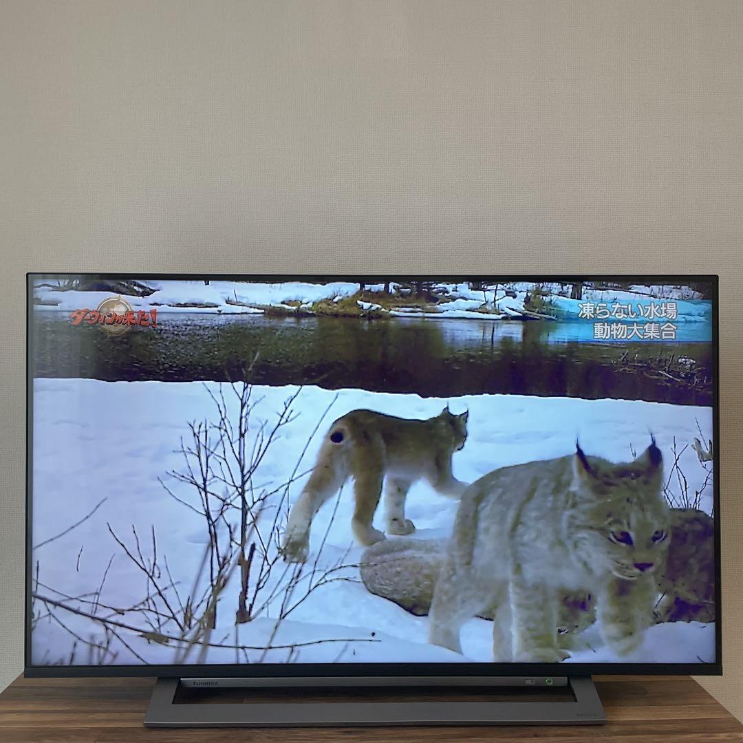 ⭐︎コチハル⭐︎東芝REGZA43インチ 4K液晶テレビ 43M530X