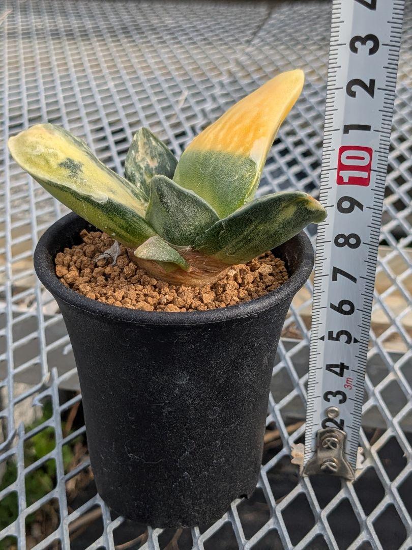 Echinofossulocactus coptonogonus エキノフォスロカクタス 竜剣
