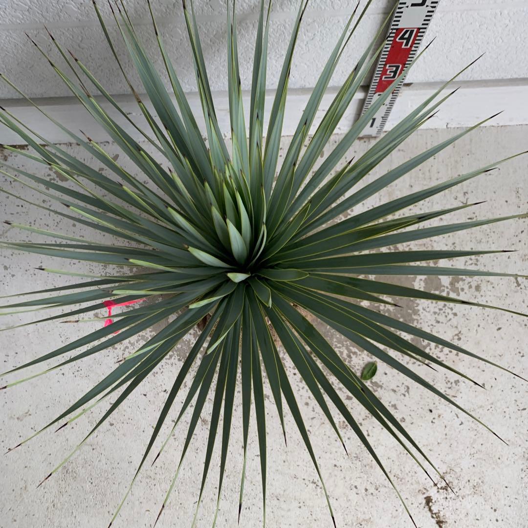 ユッカロストラータ