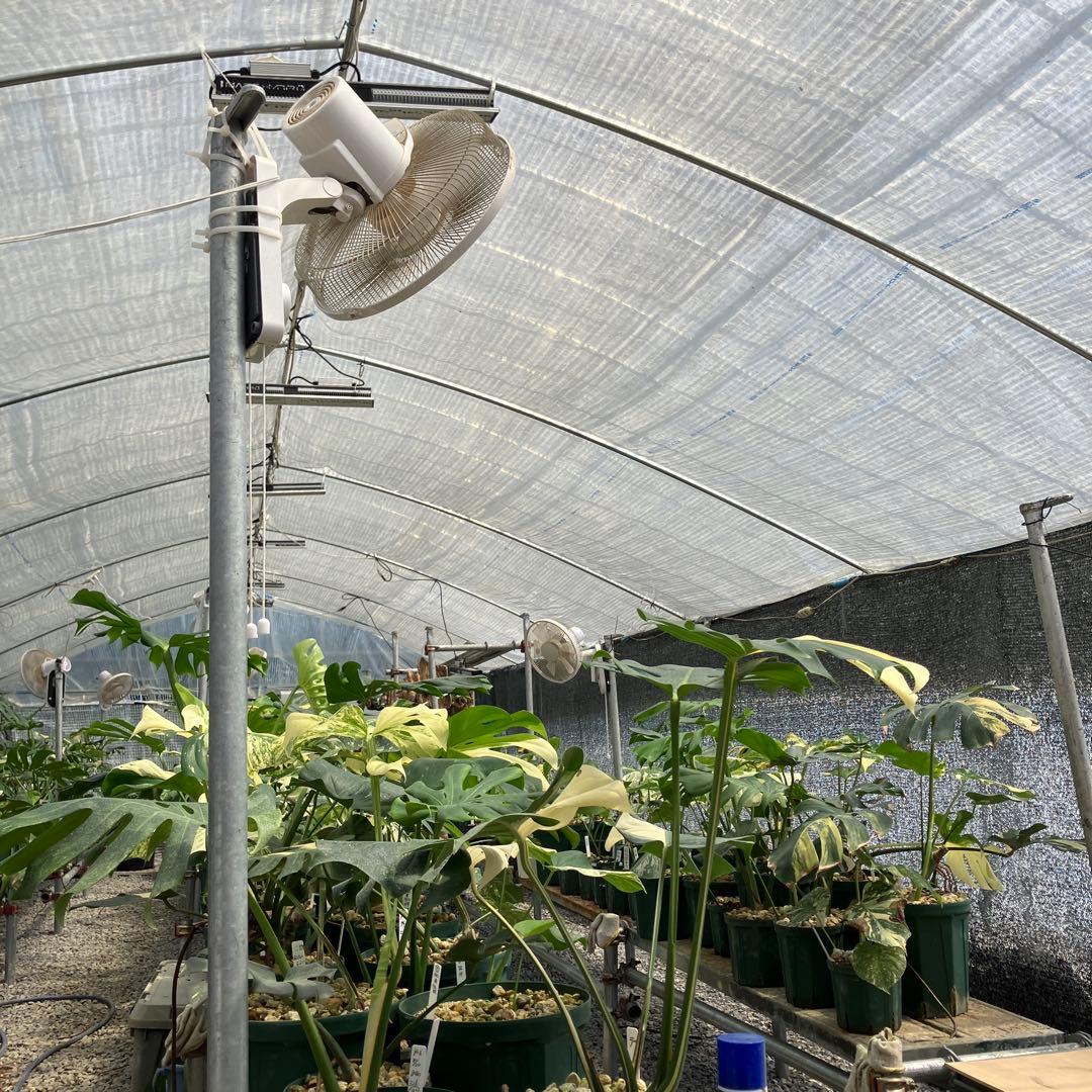 てち シルバーホワイトティアーズ 大株