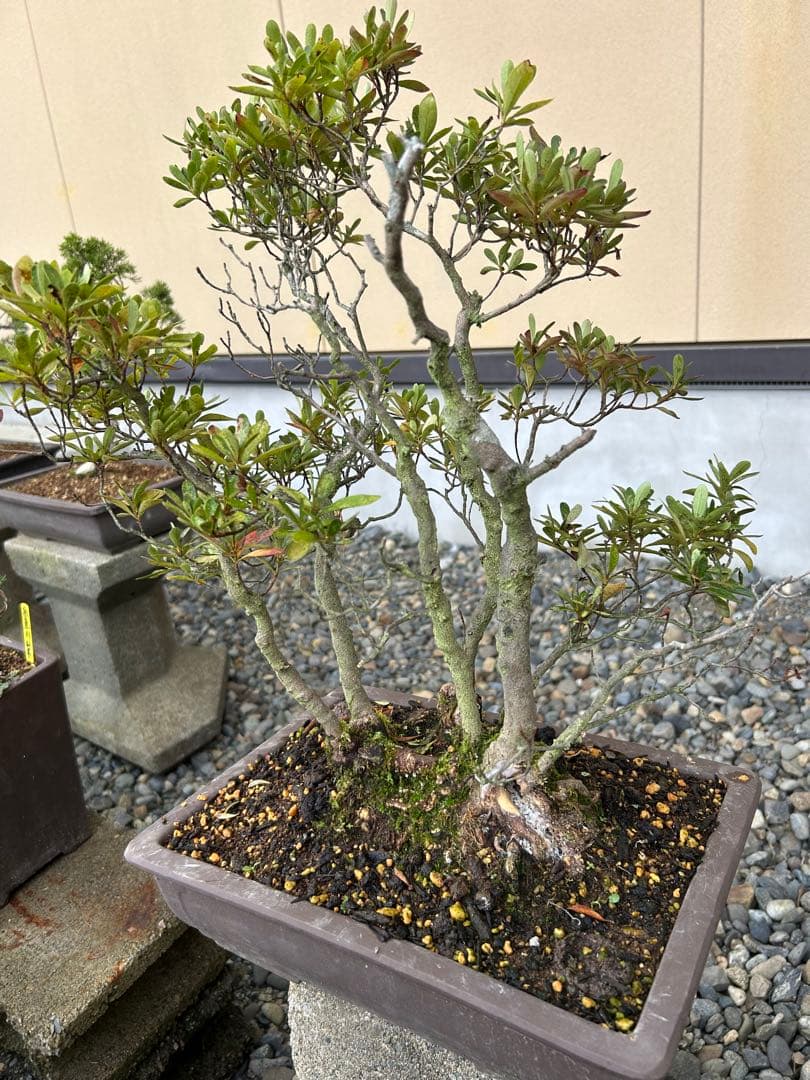 いかがでしょうかやや傷や汚れあり