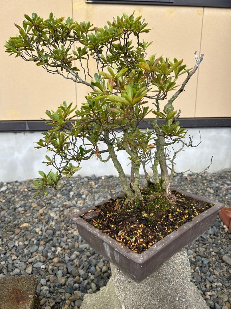 さつき鉢植え なかなか渋い一鉢