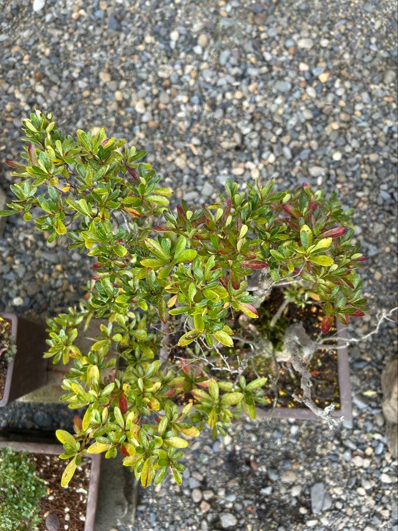 名前が分かりません