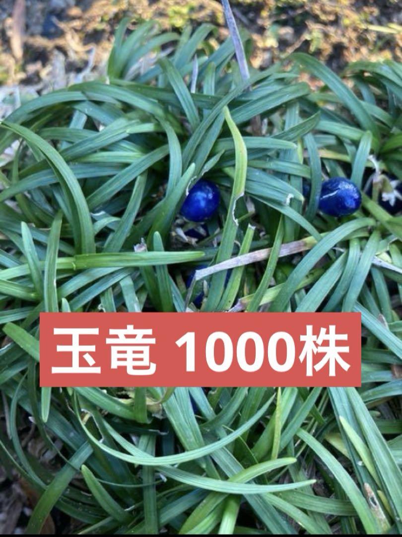 玉竜　1000株グランドカバー・下草