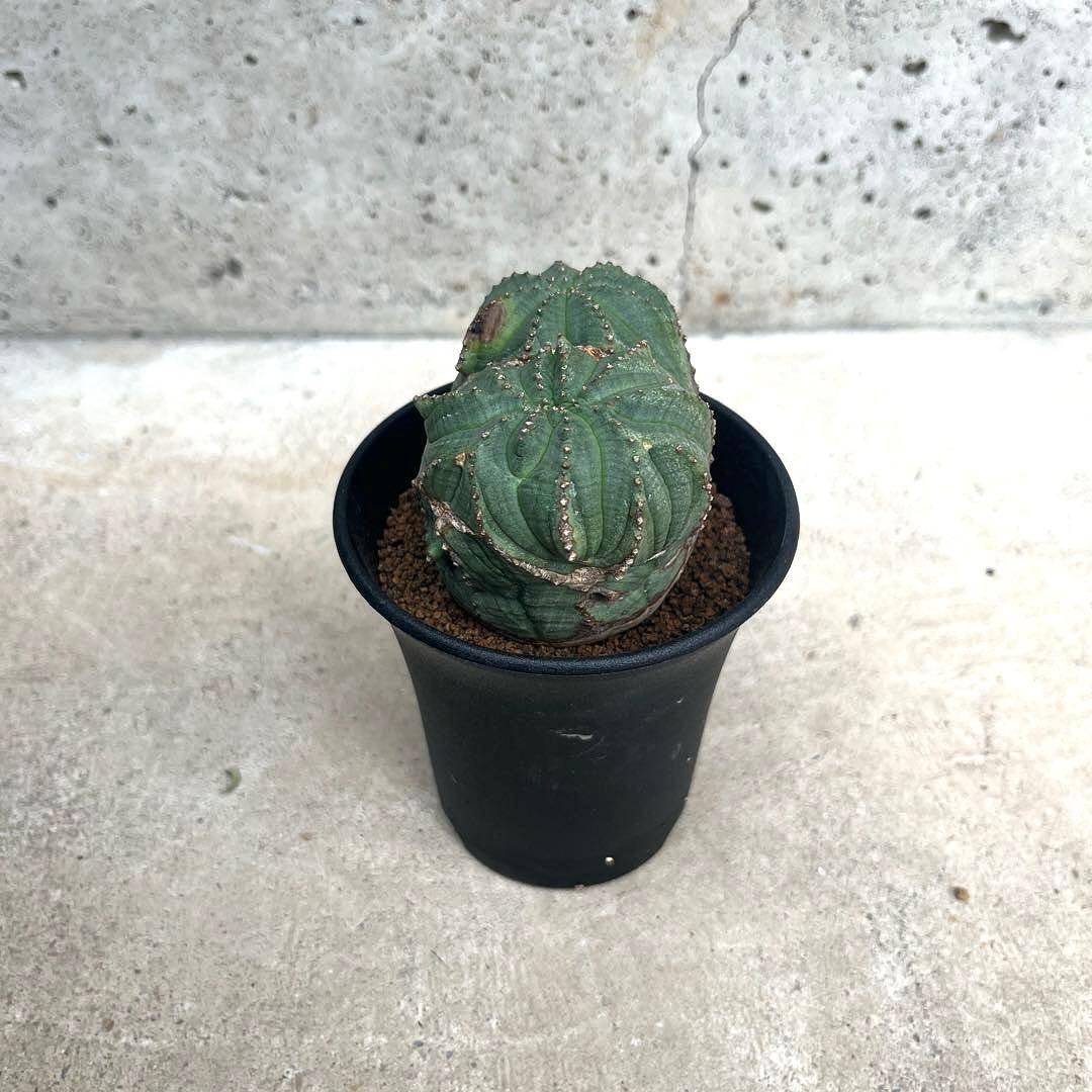 ユーフォルビア オベサ