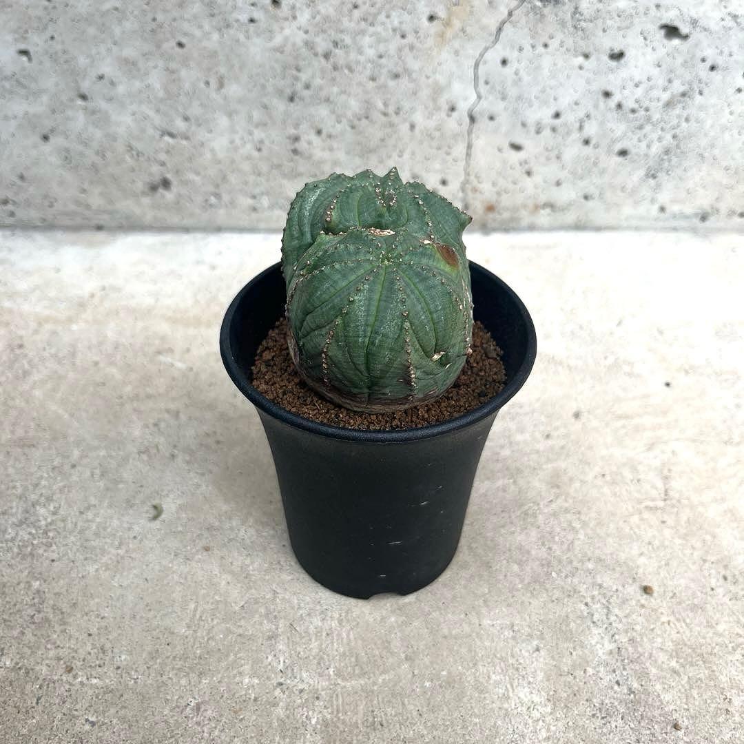 ユーフォルビア オベサ