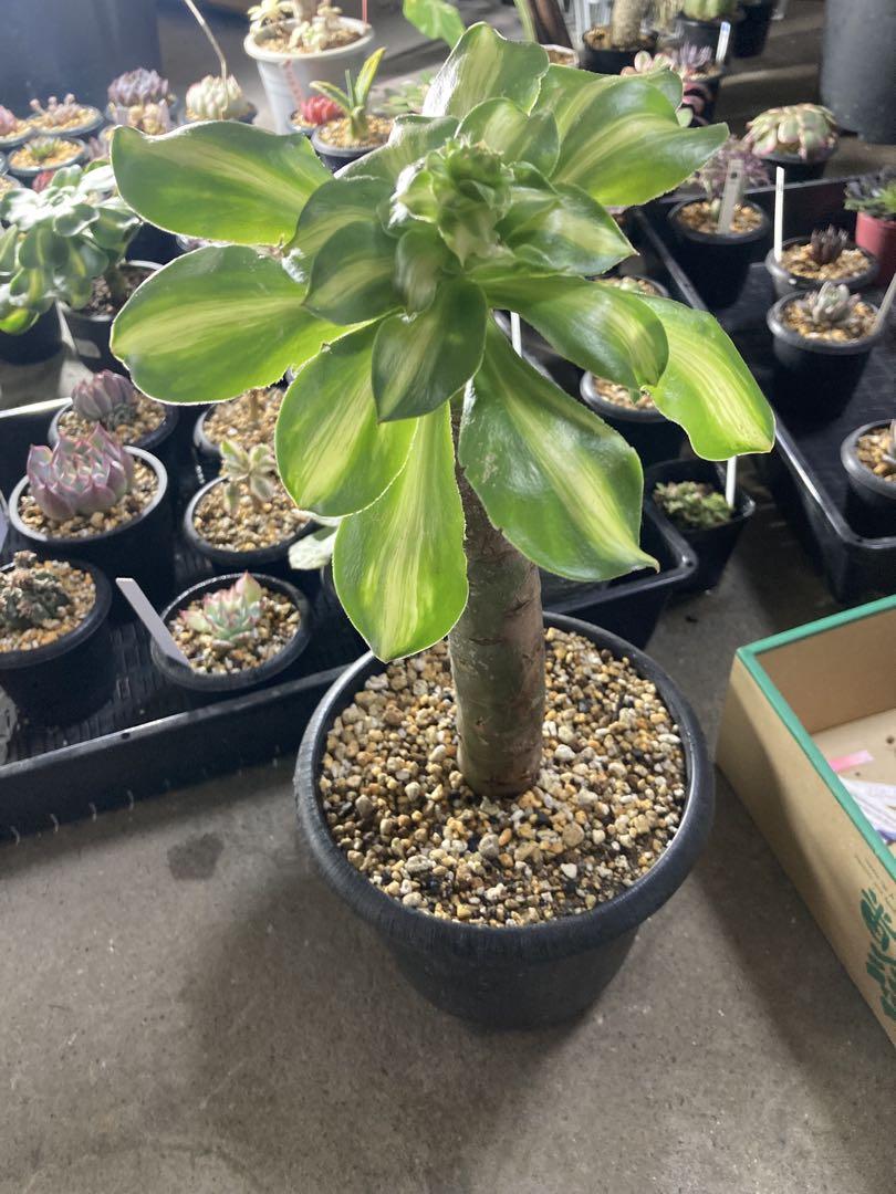 多肉植物　アエオニウム　暴君　特大
