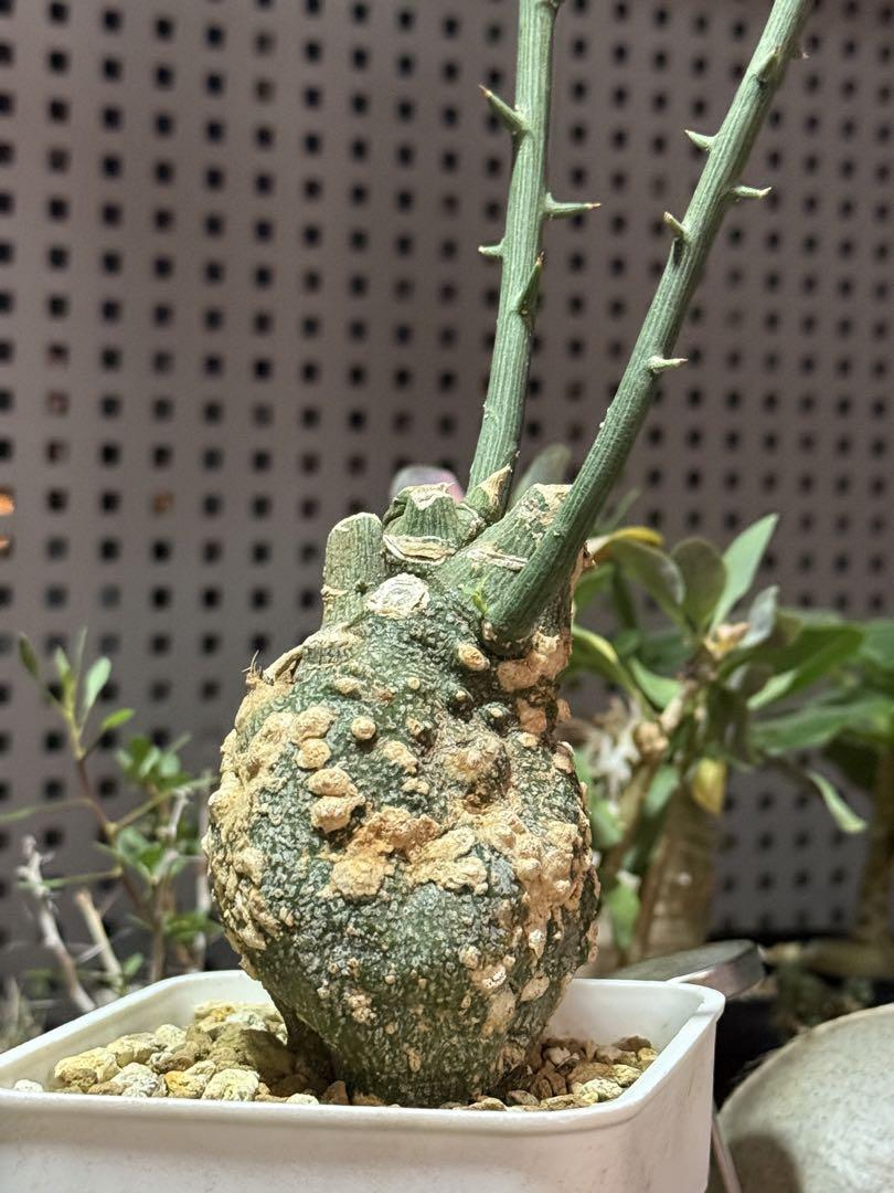 アデニアグロボーサ　(発根済)