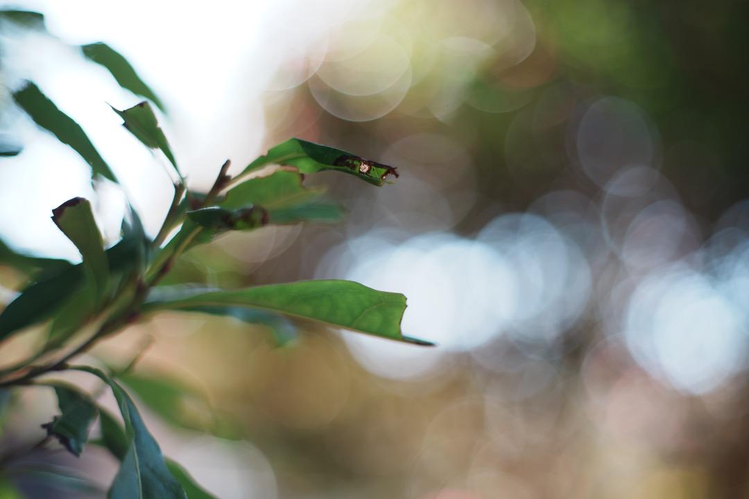 【虹色ゴースト】動作◎ Super Takumar 55mm F1.8 前 18