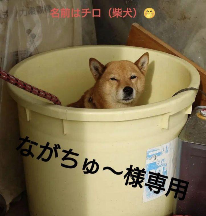 犬用バスタブ 大きめ 黄色お手入れ・トリミング用品