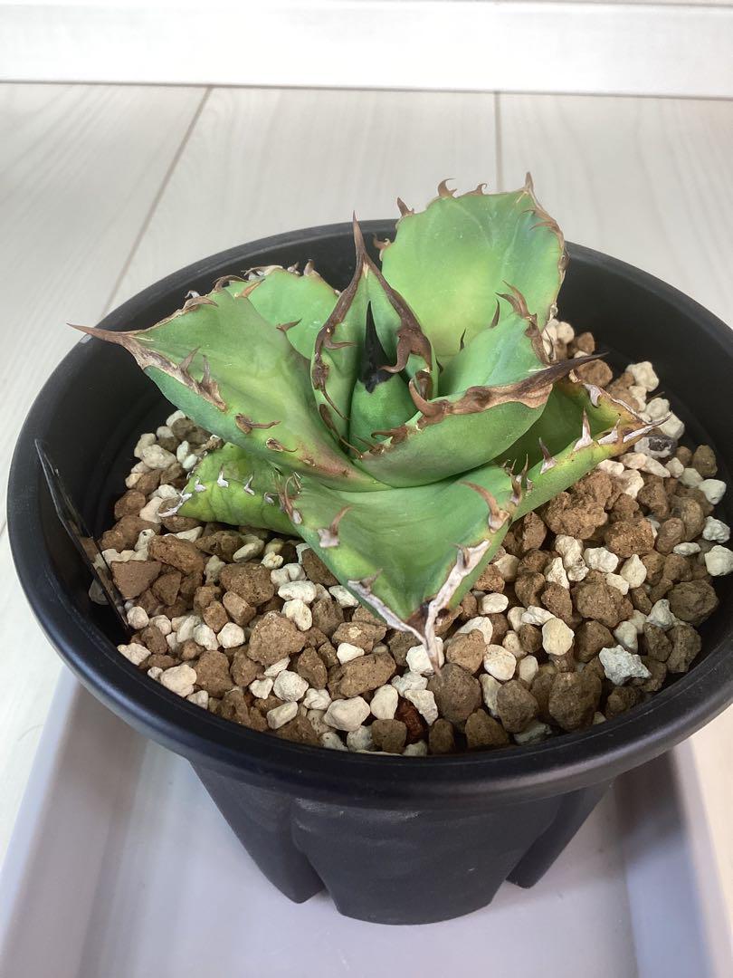 チタノタ