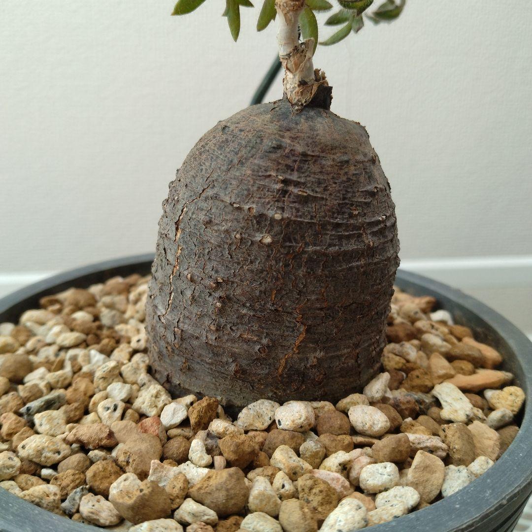 塊根植物目立った傷や汚れなし