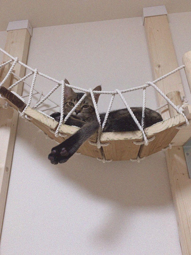 キャットウォーク 遊び場 吊り橋 猫