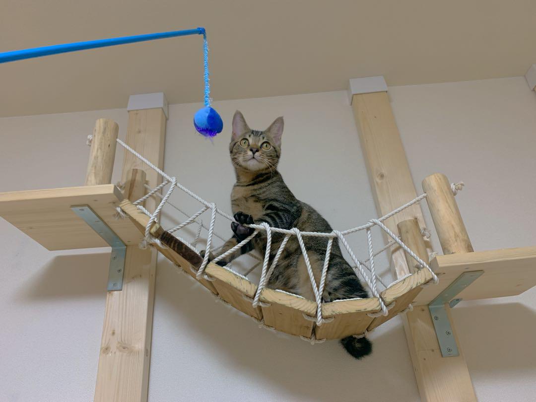 キャットウォーク 遊び場 吊り橋 猫