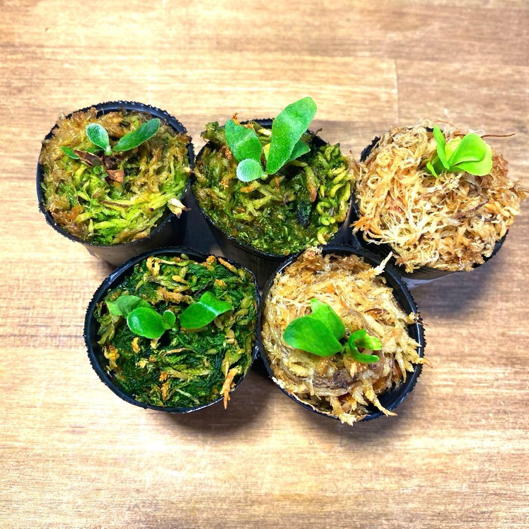 OMG、金童GoldenBoy、パカランなどビカクシダ胞子培養子株お得5種