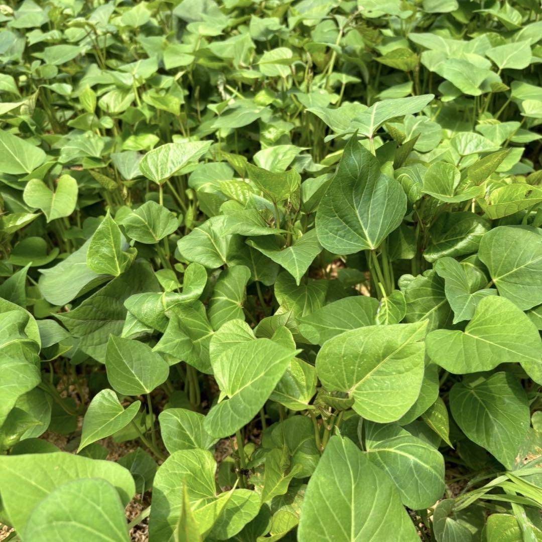 紅はるか　さつまいも　苗　200本