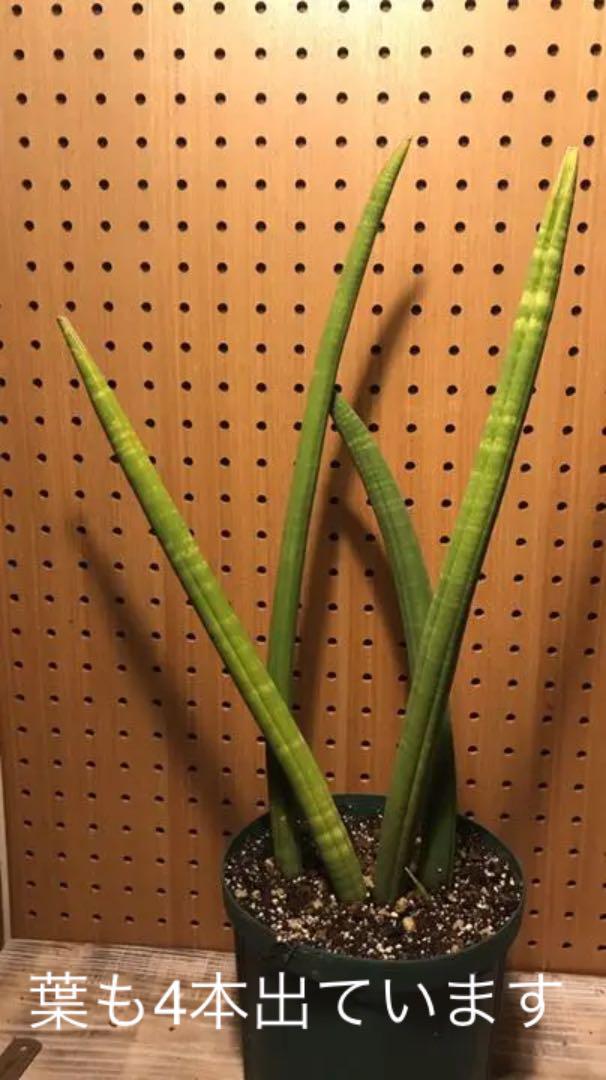 サンセベリア スタッキー 珍奇植物 サンスベリア Souryoukomi 植物 観葉植物 Somerfieldestate Com Au