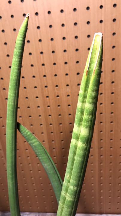 セール 週末sale スタッキー 本物 サンセベリア珍奇植物 サンスベリア 植物 観葉植物 インテリア 住まい 小物 Realceqv Com Br