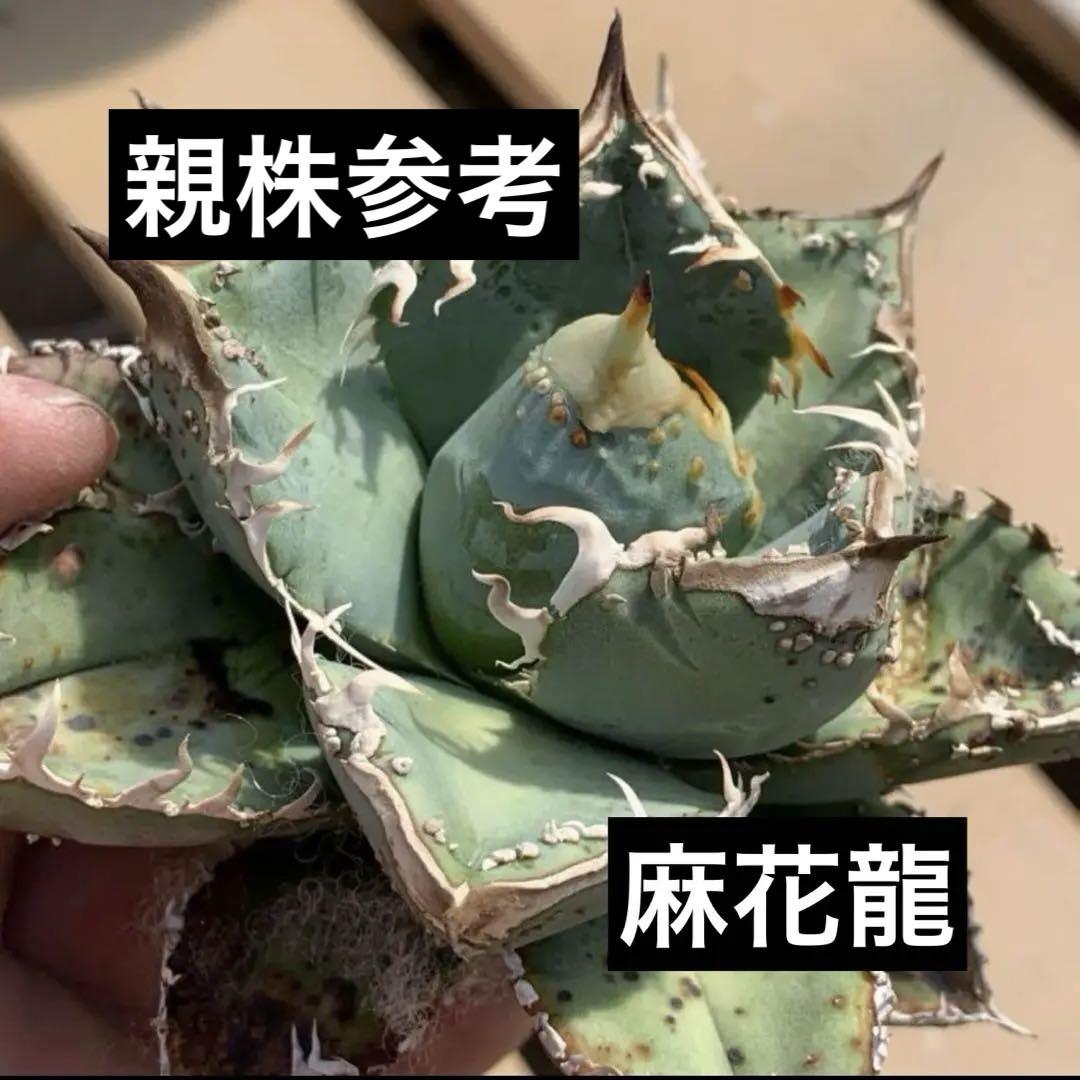 ✴*︎様 m15 麻花龍 チタノタ アガベ 台湾 ブツブツ系 優良血統