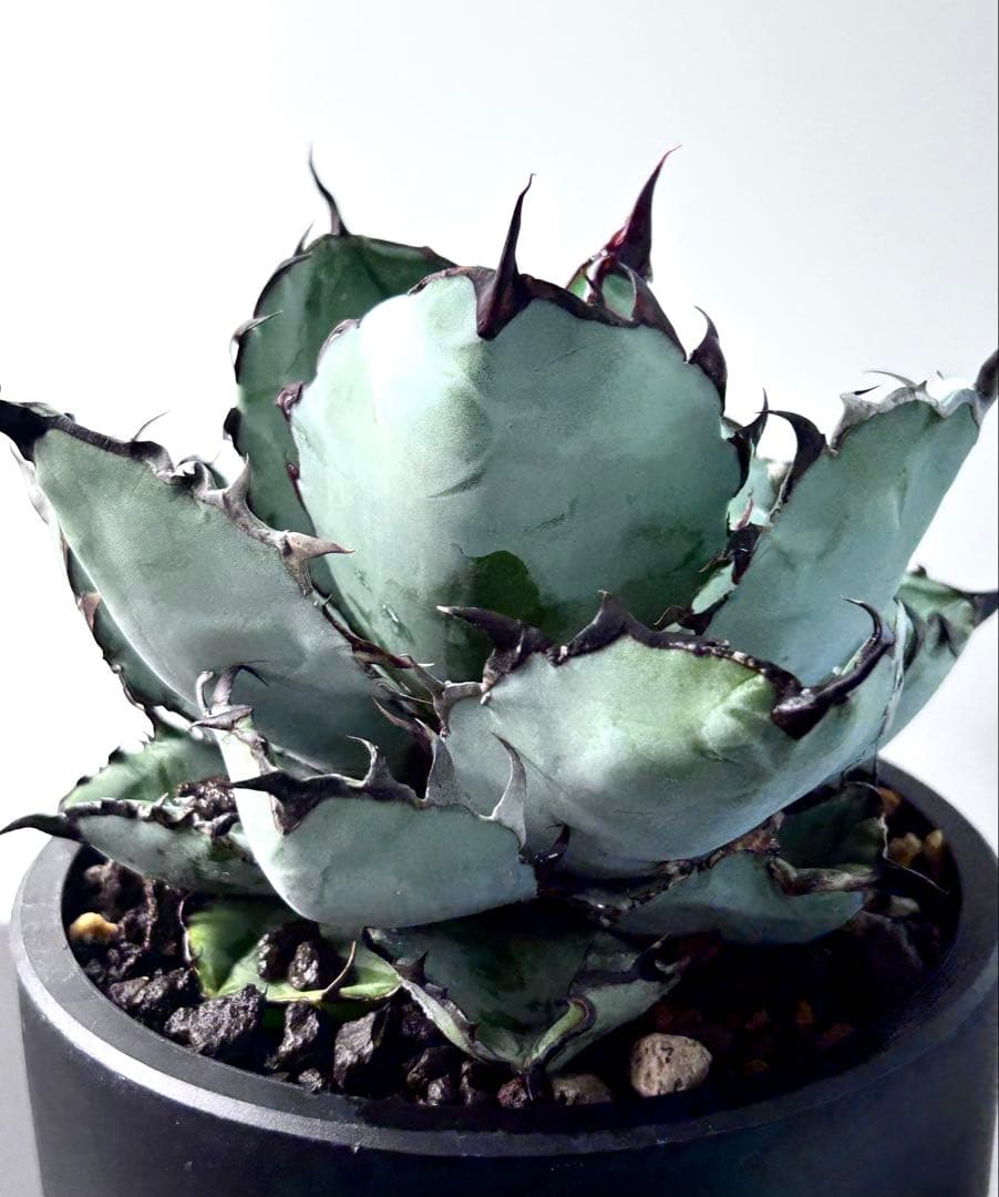 コレクション アガベ ブラックアンドブルー ボールタイプ 横幅15㎝ 大株目立った傷や汚れなし YUZUMIYA_COM