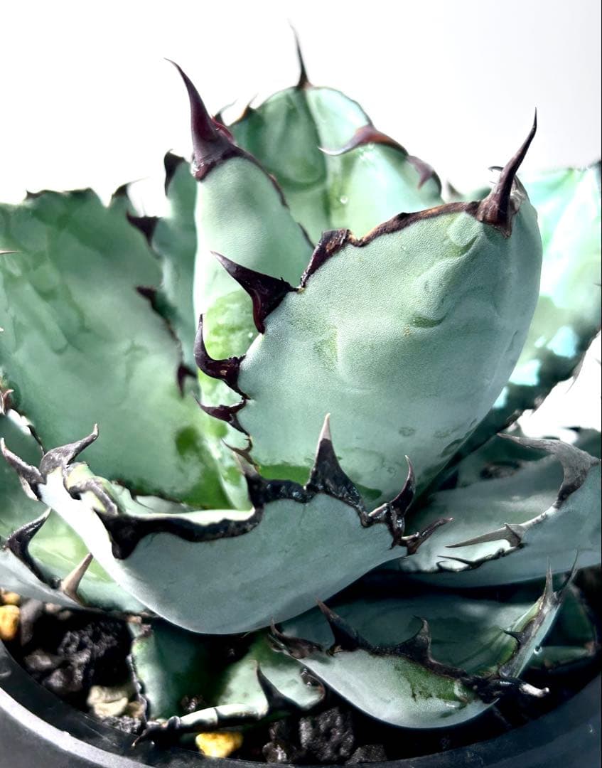 コレクション アガベ