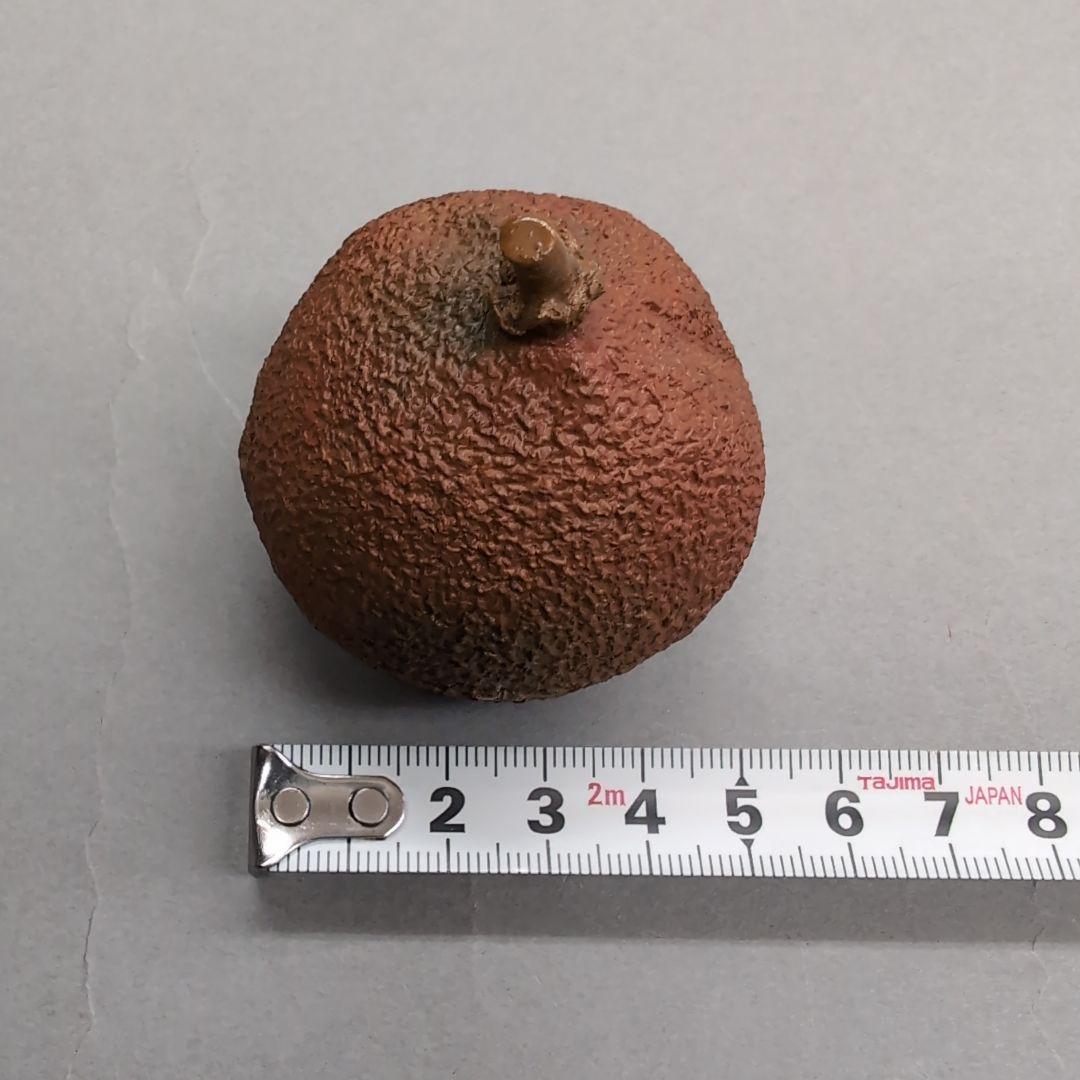 前端春斎　橙乾漆香合　茶道具