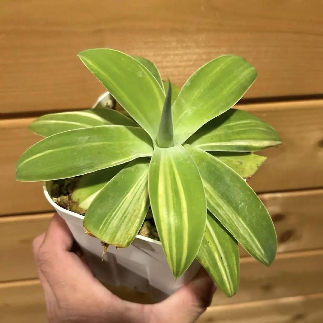 総柄縞斑