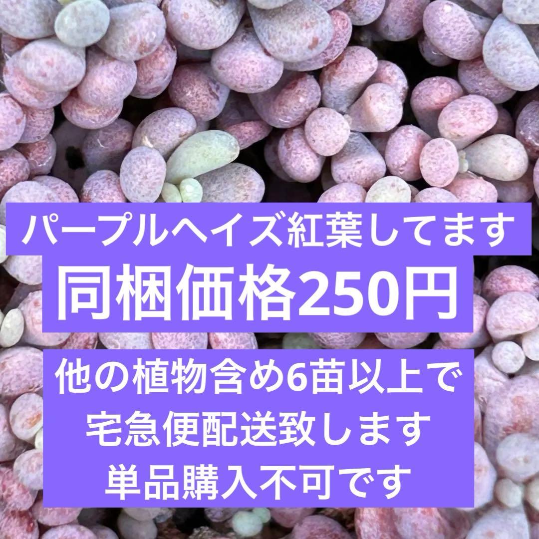 パープルヘイズ　紅葉してます　2号
