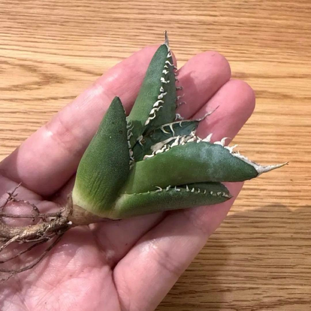 カクタスグリーン産