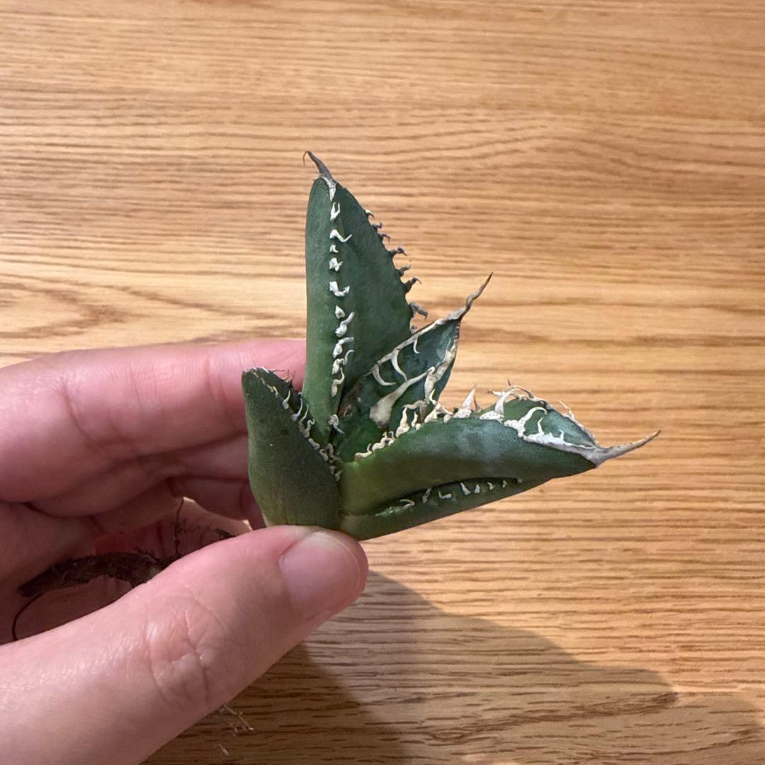 鋸歯状の葉目立った傷や汚れなし