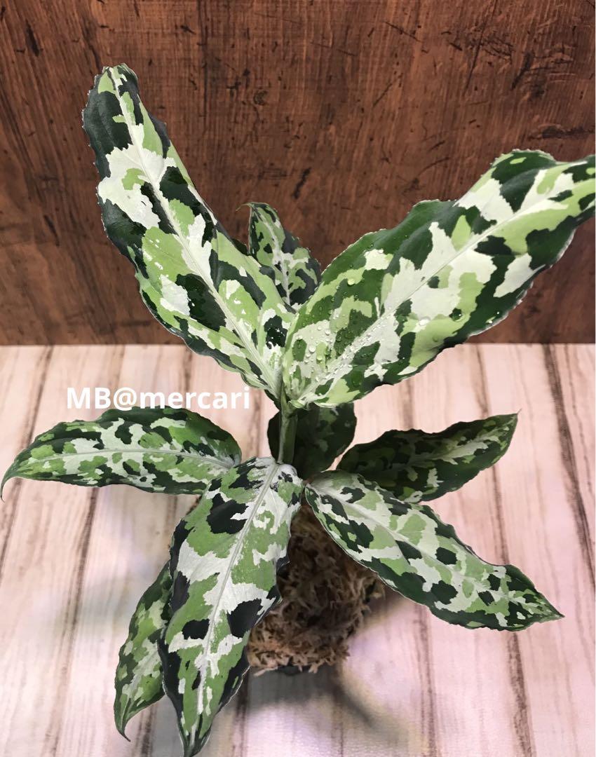 アグラオネマ ピクタム(出品23231) | smartacademycongo.com