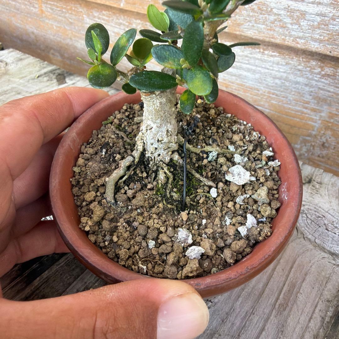 姫オリーブ盆栽目立った傷や汚れなし YUZUMIYA_COM