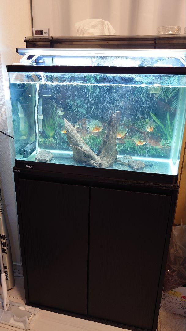 ★新宿発★ピラニアナッテリー５匹★飼育用品一式★ヒーター★LEDライト★引取限定