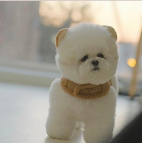 【新品同様】BeBe Breath bear harnes　小型犬ハーネス＆タグ