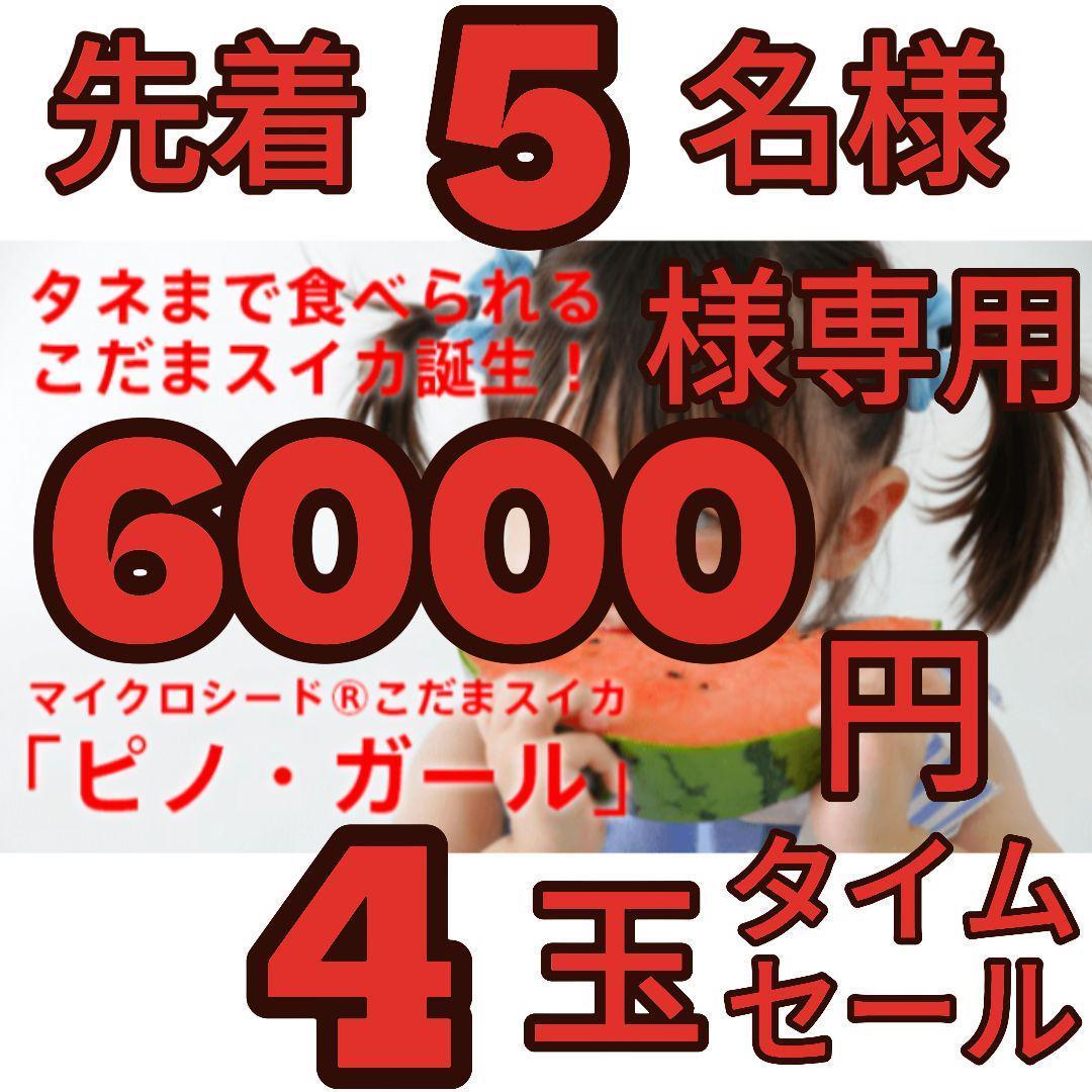 ６０００円・先着順「小玉スイカランキング第1位」「ピノガール」種まで食べられます