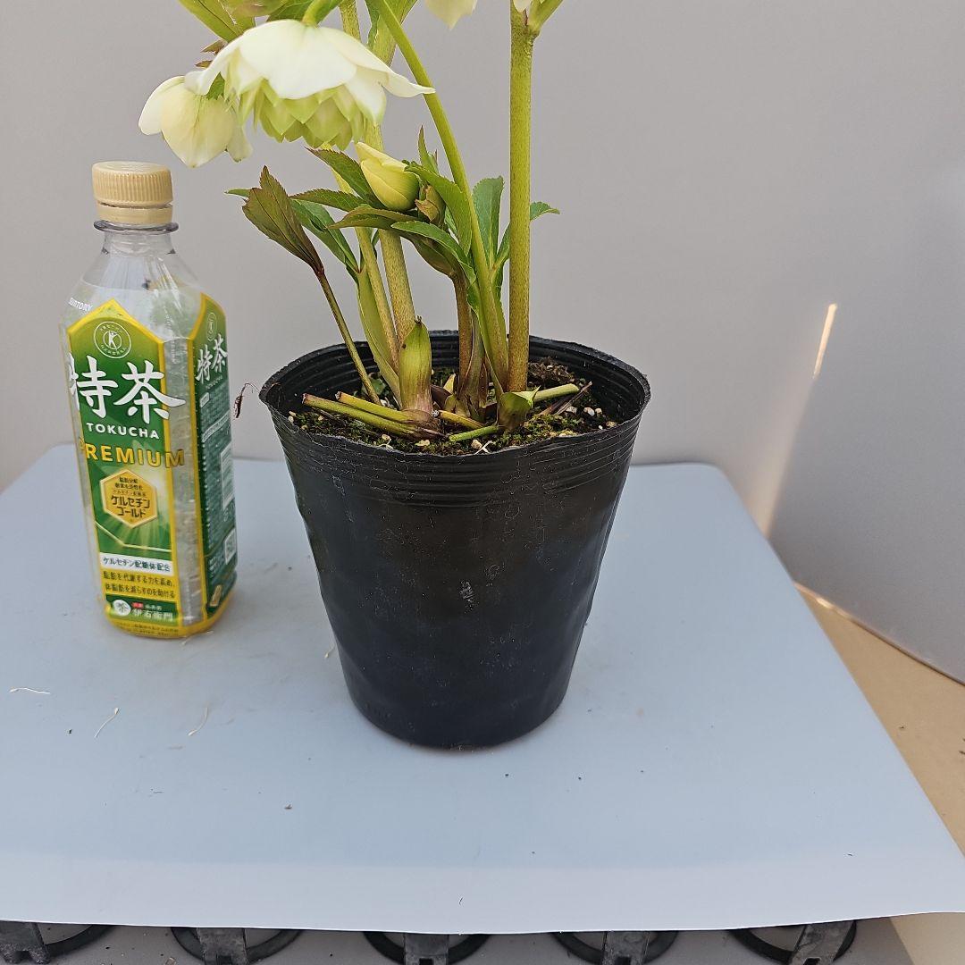 まい(5ポット)