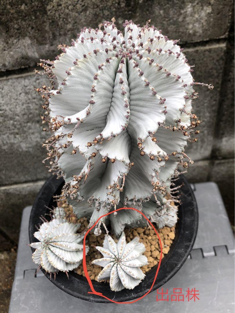 ホリダ 雌花 カキコ ユーフォルビア ポリゴナ