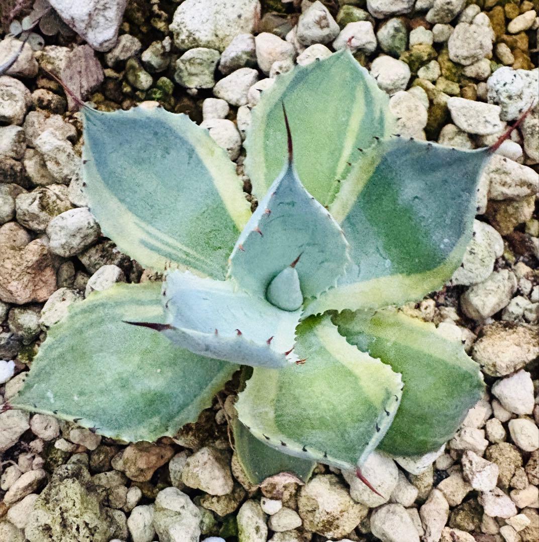 アガベ オバティフォリア