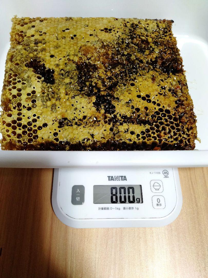 ニホンミツバチ　巣蜜　日本蜜蜂　とれたて 栄養　満点　コムハニー　訳あり