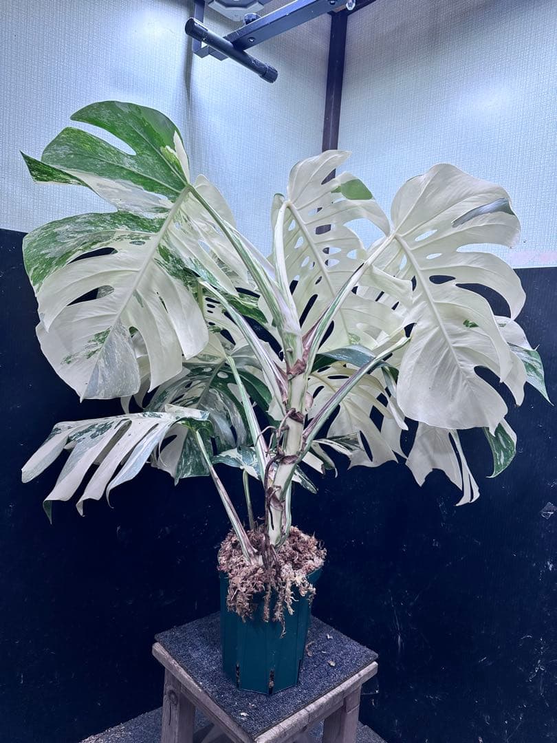 斑入りモンステラ