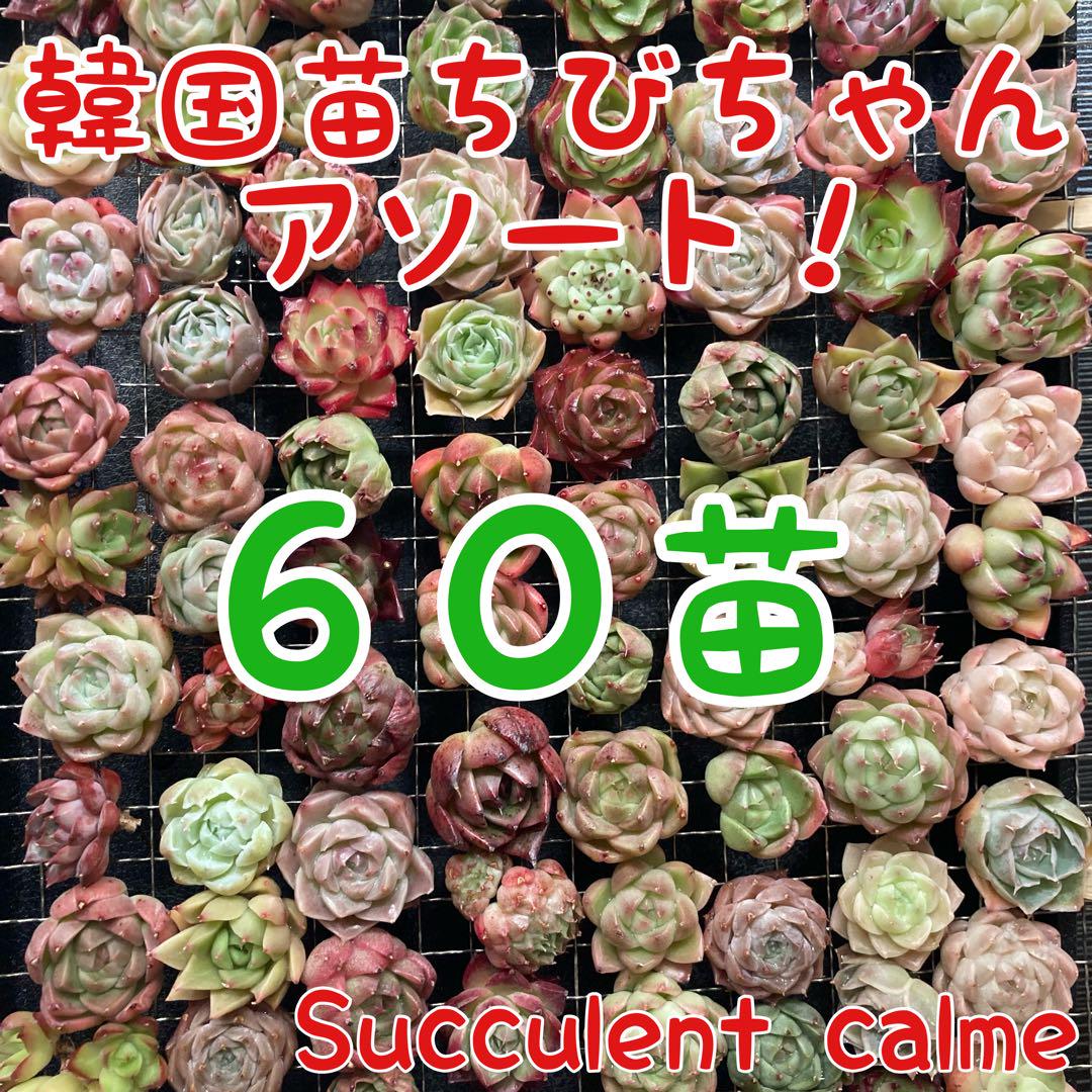韓国苗 ６０苗ちびちゃん詰め合わせ！多肉植物 MIX苗 【多肉植物説明書】付き
