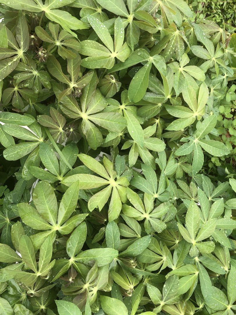 キャッサバ芽出し根だし苗50本