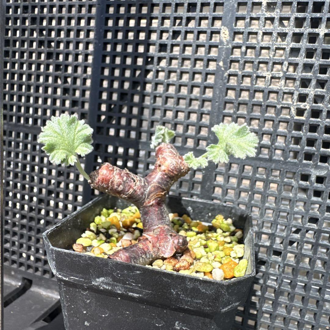 生まれのブランドで 62506発根済み早い者勝ち！ ベアルート株 ペラルゴニウム 塊根植物・コーデックス