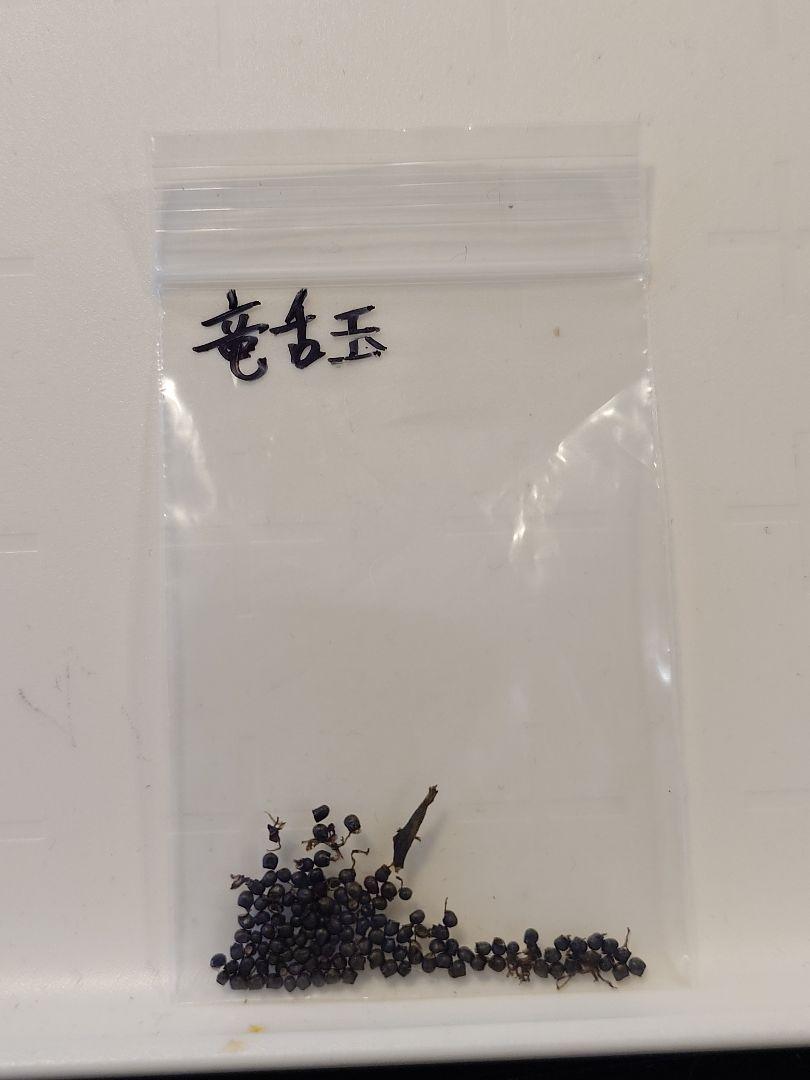 サボテン エキノフォスロカクタス 竜舌玉 採れたて種子 たくさん