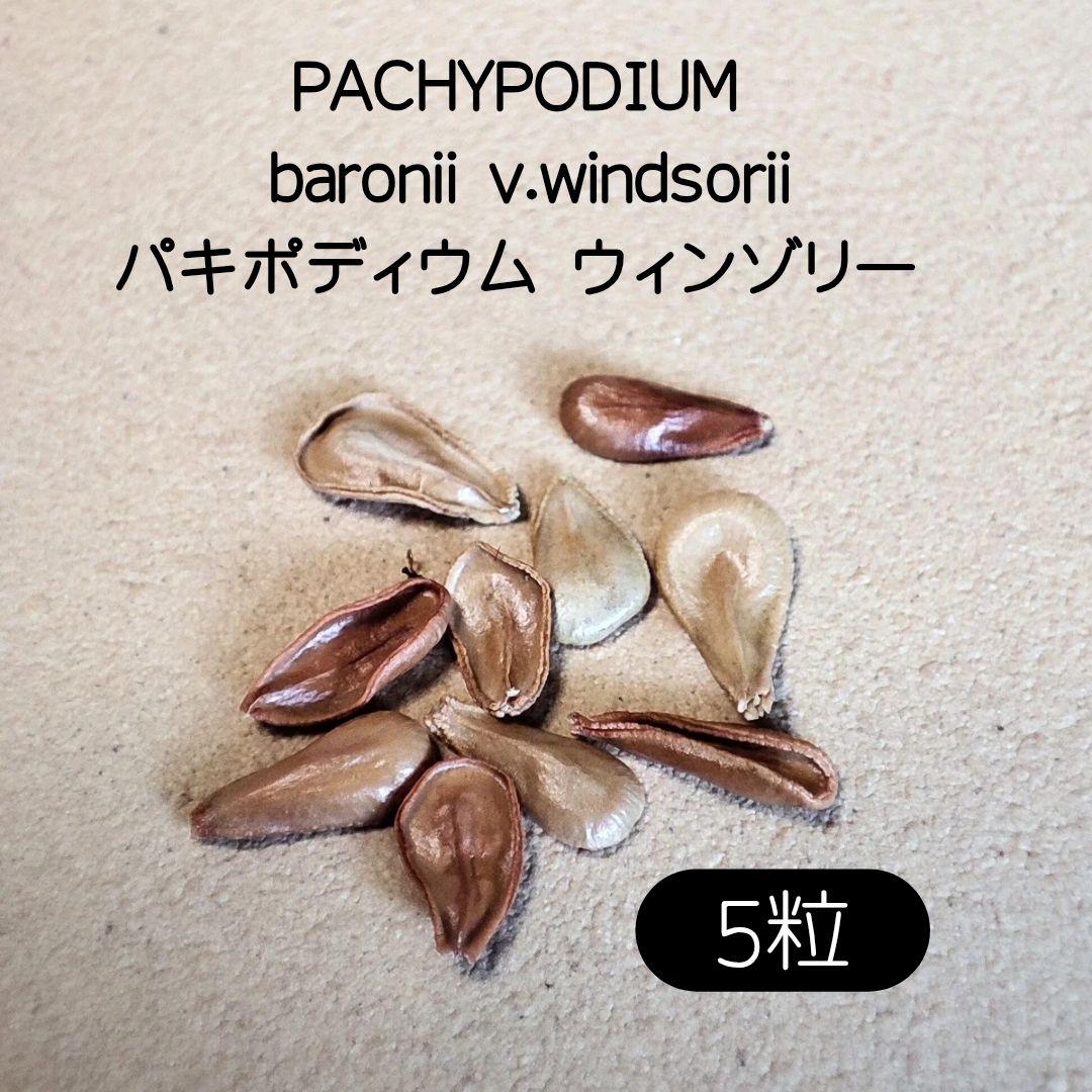 2025/07入荷 パキポディウム ウィンゾリー 5粒 塊根植物 種子