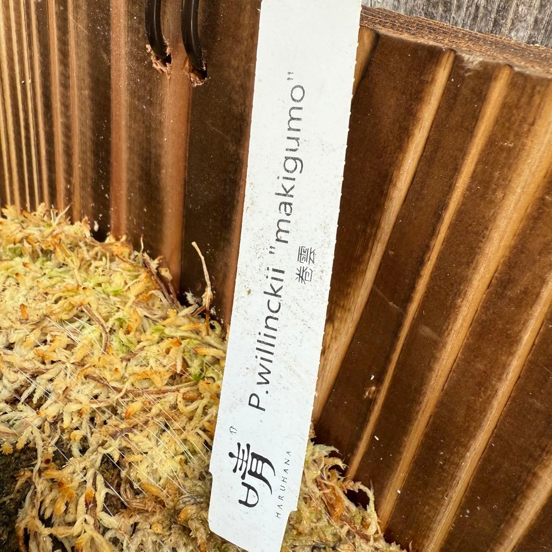 P.willinckii makigumo (巻雲)ビカクシダ P.willinckii makigumo (巻雲)ビカクシダ