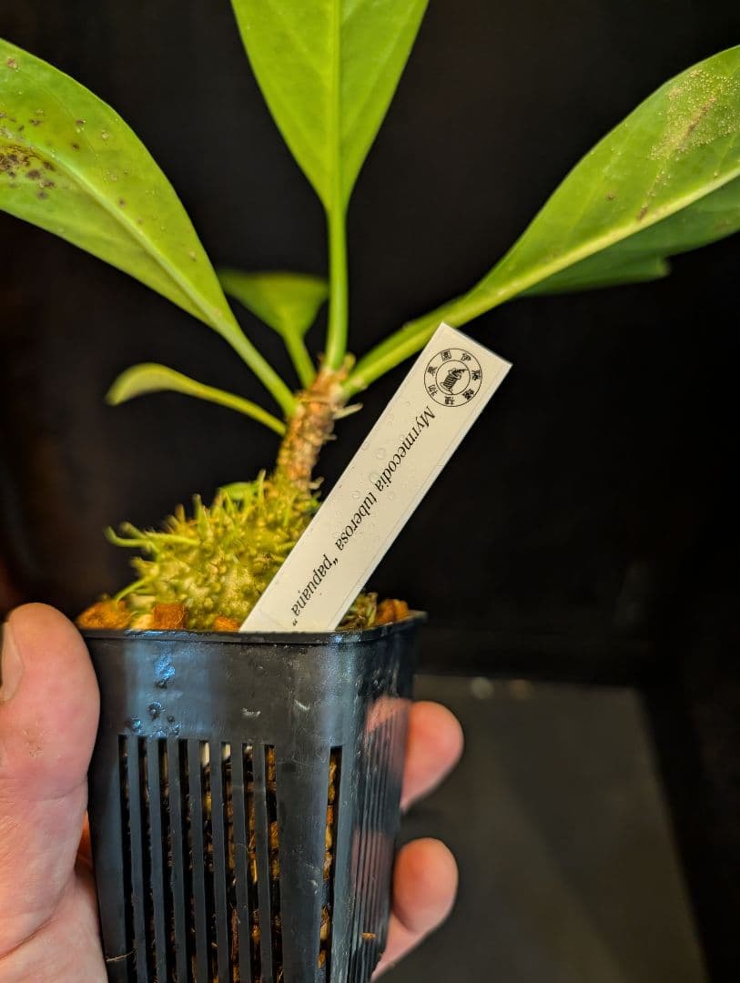 Papuana アリ植物目立った傷や汚れなし