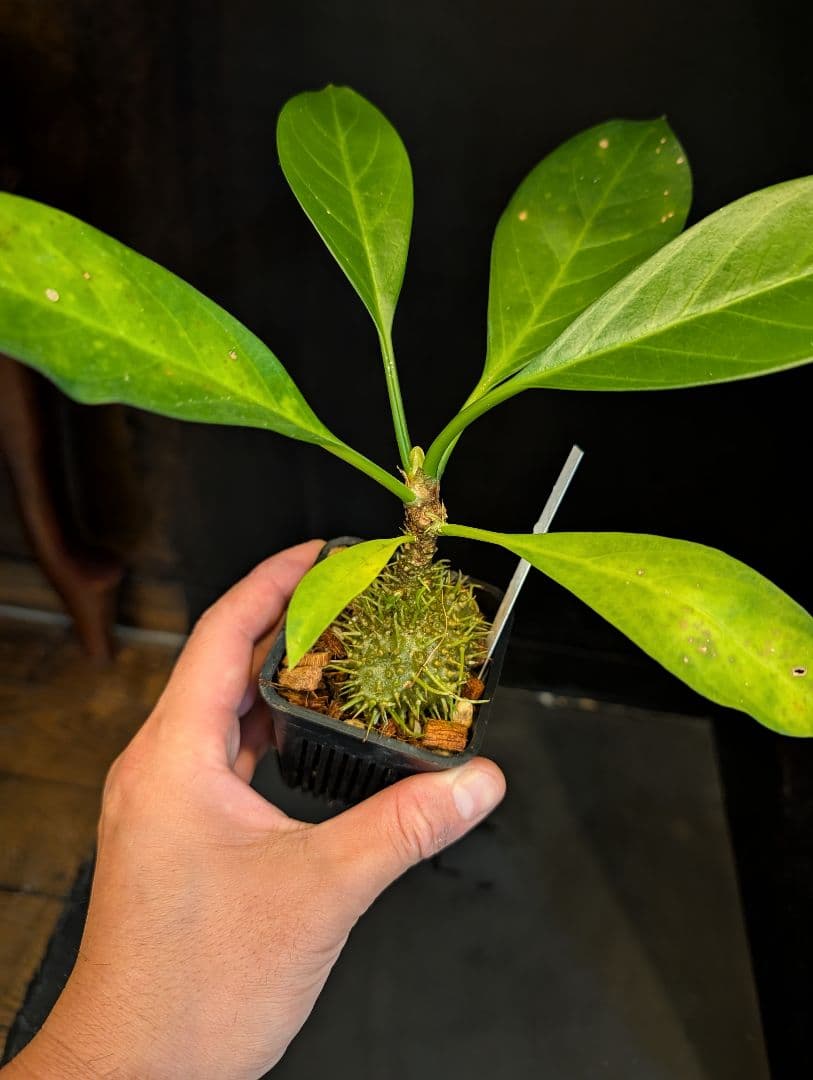 Papuana アリ植物目立った傷や汚れなし