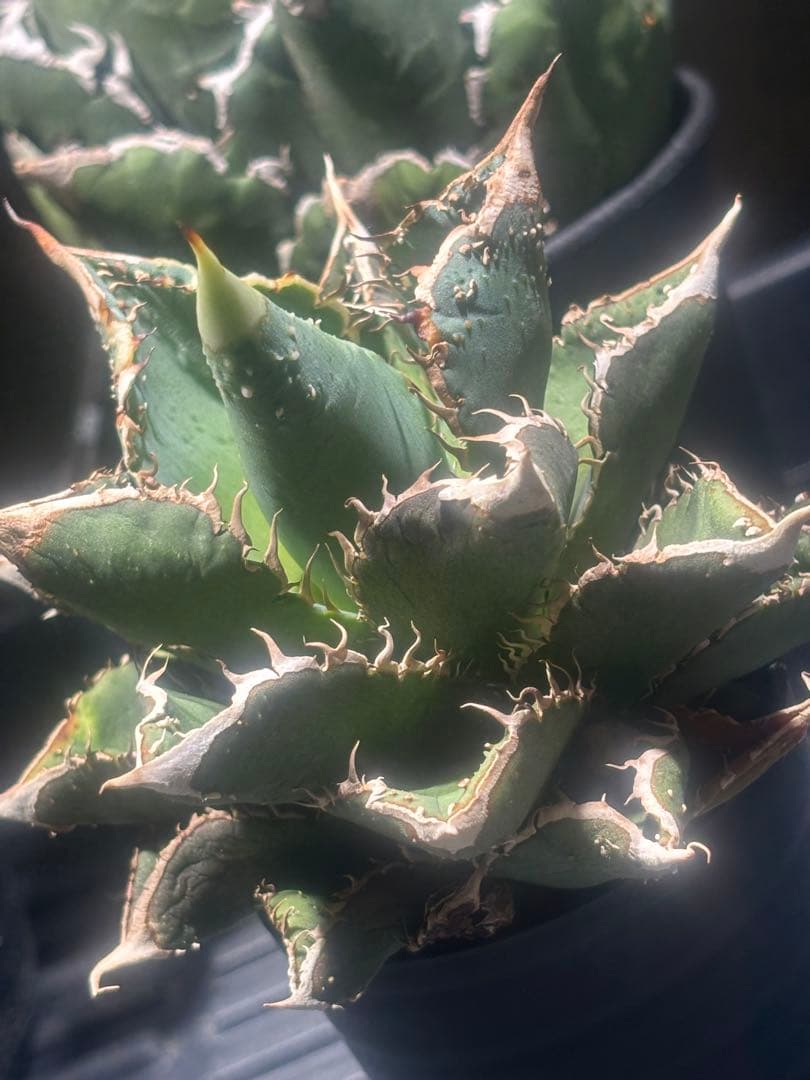 超S級最 品種大量ブツブツsuper良形目立った傷や汚れなし