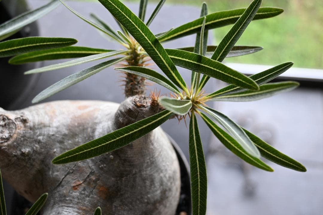 現地球 幅約13㎝目立った傷や汚れなし